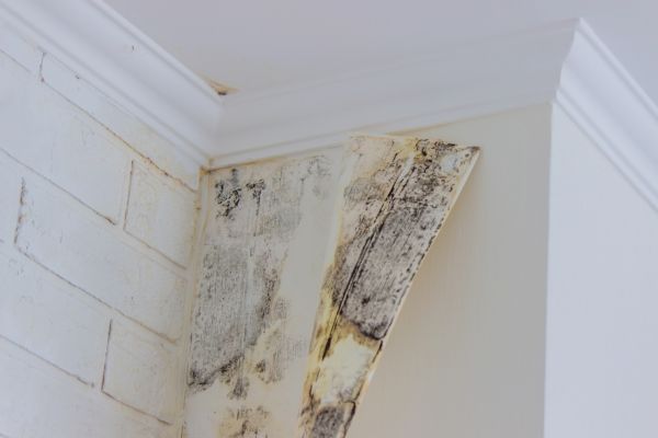 Mold Extraction