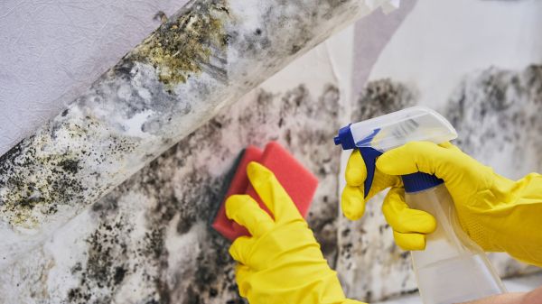 Mold Cleaning